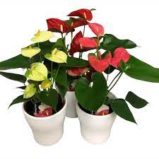 ANTHURIUM